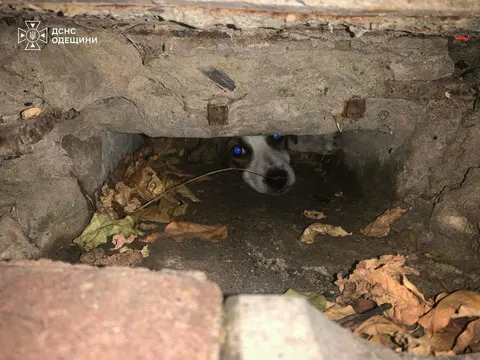 На Одещині рятувальники двічі за день визволяли тварин із пасток